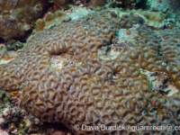 Favites flexuosa