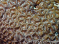 Favites flexuosa