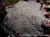 Favites flexuosa