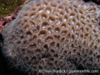 Favites flexuosa