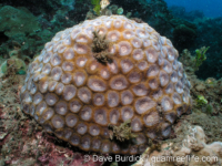 Favites rotundata