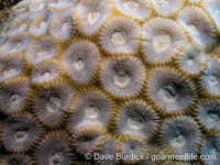 Favites rotundata