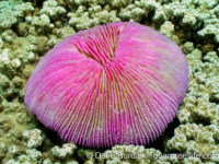 Fungia fungites