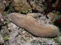 Herpolitha limax