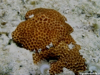 Lepastrea