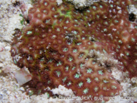 Leptastrea pruinosa sensu Randall