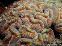 Lobophyllia