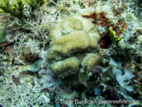 Lobophyllia hassi?