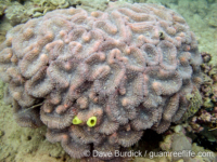 Lobophyllia robusta