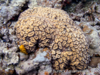 Lobophyllia corymbosa