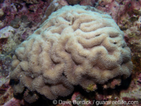 Lobophyllia flabelliformis