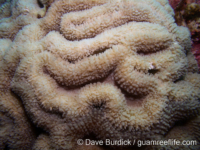 Lobophyllia flabelliformis