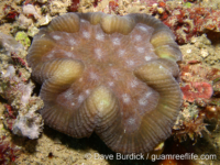 Lobophyllia hatai