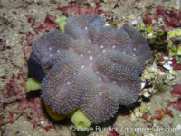 Lobophyllia hatai?