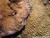 Montipora