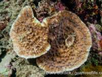 Mycedium elephantotus