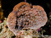 Mycedium elephantotus