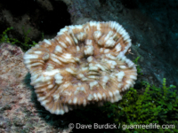 Mycedium elephantotus
