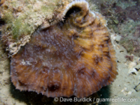 Mycedium elephantotus