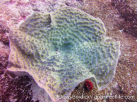 Mycedium elephantotus (Raja Ampat)