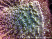 Mycedium elephantotus (Raja Ampat)
