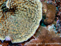 Mycedium elephantotus (Wallis)