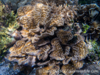Mycedium mancaoi (Raja Ampat)