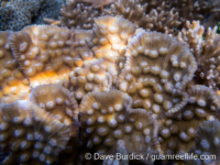 Mycedium mancaoi (Raja Ampat)