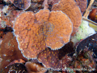 Mycedium robokaki (Palau)