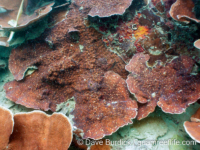 Mycedium robokaki (Palau)