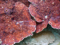 Mycedium robokaki (Palau)