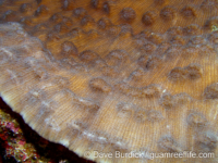 Mycedium robokaki (Palau)