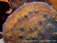 Mycedium robokaki (Palau)