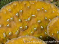 Mycedium robokaki (Raja Ampat)