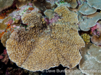 Mycedium sp. A (Wallis)