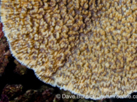 Mycedium sp. A (Wallis)