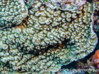 Mycedium sp. A (Wallis)