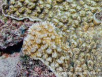 Mycedium sp. A (Wallis)