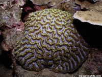 Oulophyllia