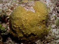 Plesiastrea
