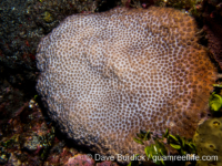 Plesiastrea peroni (CNMI)