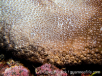 Plesiastrea peroni (CNMI)