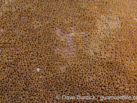 Plesiastrea peroni (Taiwan)