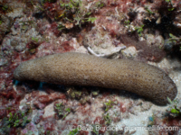 Polyphyllia talpina