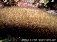 Polyphyllia talpina