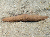 Polyphyllia talpina