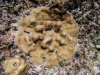 Scapophyllia cylindrica