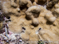 Scapophyllia cylindrica