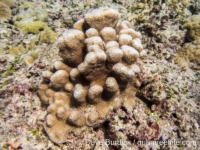 Scapophyllia cylindrica