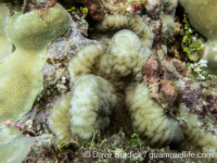 Scapophyllia cylindrica